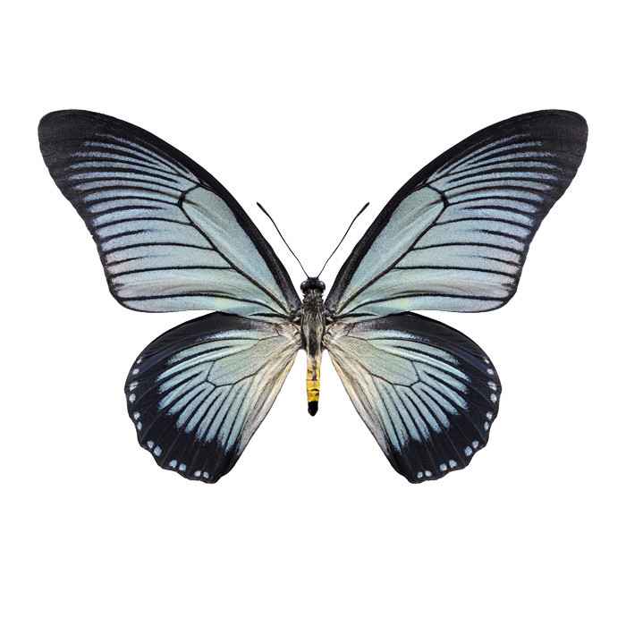 Maria Stijger + Papilio Zalmoxis